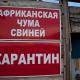 Информация по африканской чуме Информация по африканской чуме